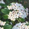 Dwarf Evergreen Snowball Viburnum 'Conoy' - 3 Gallon Pot -Garden Plant Seeds Viburnum Conoy 8