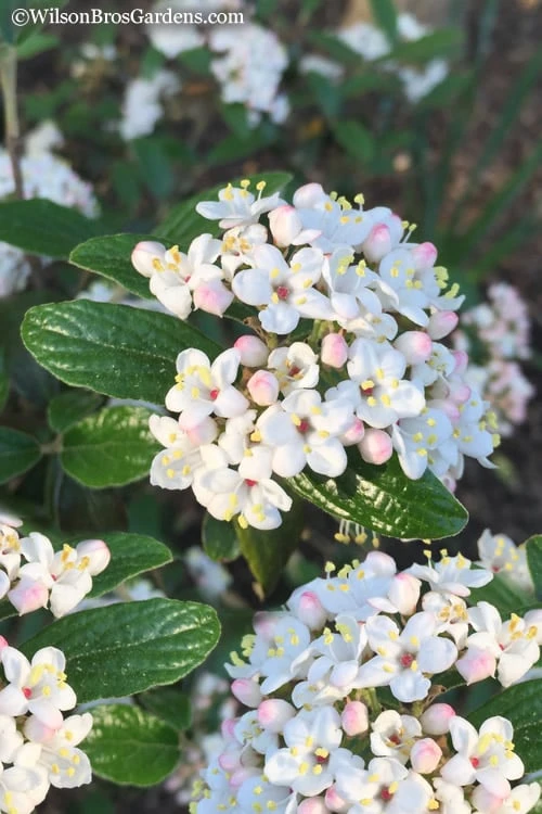 Dwarf Evergreen Snowball Viburnum 'Conoy' - 3 Gallon Pot 3 Dwarf Evergreen Snowball Viburnum 'Conoy' - 3 Gallon Pot