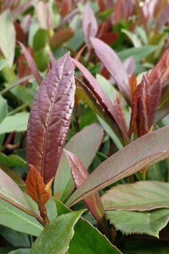Coppertop Sweet Viburnum - 2 Gallon Pot -Garden Plant Seeds Viburnum Coppertop 3