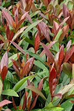 Coppertop Sweet Viburnum - 3 Gallon Pot