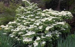 Mariesii Doublefile Viburnum - 3 Gallon Pot 11 Mariesii Doublefile Viburnum - 3 Gallon Pot -Garden Plant Seeds Viburnum Mariesii 1 1
