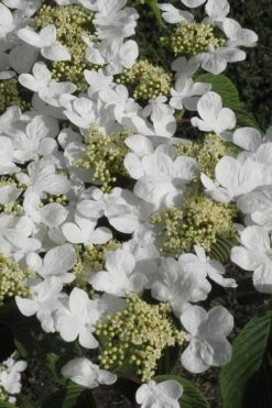 Mariesii Doublefile Viburnum - 3 Gallon Pot 12 Mariesii Doublefile Viburnum - 3 Gallon Pot -Garden Plant Seeds Viburnum Mariesii 2 1