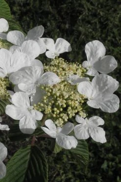 Mariesii Doublefile Viburnum - 2.5 Gallon Pot 13 Mariesii Doublefile Viburnum - 2.5 Gallon Pot -Garden Plant Seeds Viburnum Mariesii 3