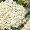 Pearlific Fragrant Snowball Viburnum Bush - 3 Gallon Pot -Garden Plant Seeds Viburnum Pearlific 1