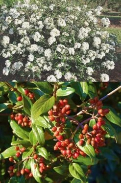 Pearlific Fragrant Snowball Viburnum Bush - 3 Gallon Pot -Garden Plant Seeds Viburnum Pearlific 2