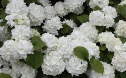 Popcorn Snowball Viburnum Bush - 1 Gallon Pot 11 Popcorn Snowball Viburnum Bush - 1 Gallon Pot -Garden Plant Seeds Viburnum Popcorn 1