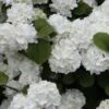 Popcorn Snowball Viburnum Bush - 1 Gallon Pot -Garden Plant Seeds Viburnum Popcorn 1 500x750 1