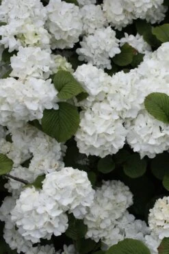 Popcorn Snowball Viburnum Bush - 3 Gallon Pot