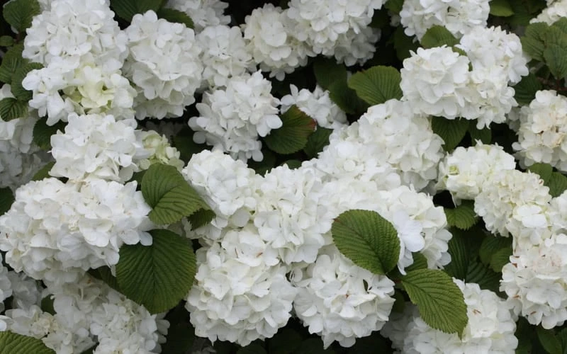 Popcorn Snowball Viburnum Bush - 1 Gallon Pot 7 Popcorn Snowball Viburnum Bush - 1 Gallon Pot - Image 5