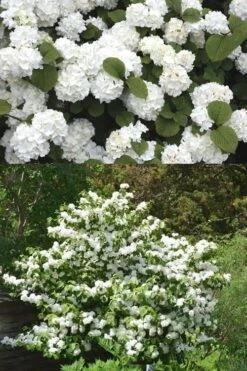 Popcorn Snowball Viburnum Bush - 1 Gallon Pot 10 Popcorn Snowball Viburnum Bush - 1 Gallon Pot -Garden Plant Seeds Viburnum Popcorn 2 500x750 1