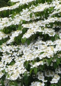 Shasta Doublefile Viburnum - 1 Gallon Pot 14 Shasta Doublefile Viburnum - 1 Gallon Pot -Garden Plant Seeds Viburnum Shasta 1 1