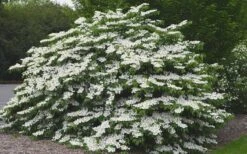 Shasta Doublefile Viburnum - 6 Pack Of 1 Gallon Pots -Garden Plant Seeds Viburnum Shasta 5 2
