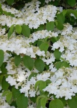 Shasta Doublefile Viburnum - 6 Pack Of 1 Gallon Pots -Garden Plant Seeds Viburnum Shasta 6 2