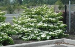 Shasta Doublefile Viburnum - 6 Pack Of 1 Gallon Pots -Garden Plant Seeds Viburnum Shasta 8 2