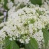 Snow Joey Viburnum - 2 Gallon Pot 2 Snow Joey Viburnum - 2 Gallon Pot -Garden Plant Seeds Viburnum Snow Joey 1 1