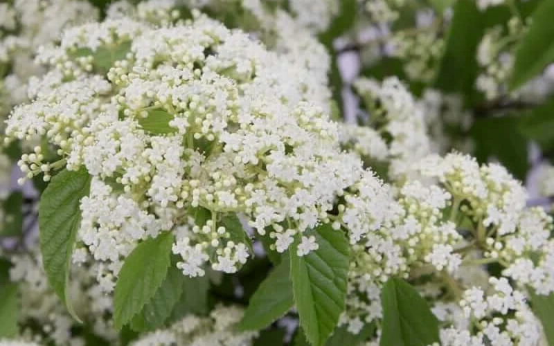 Snow Joey Viburnum - 3 Gallon Pot 8 Snow Joey Viburnum - 3 Gallon Pot - Image 6