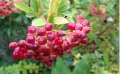 Snow Joey Viburnum - 2 Gallon Pot -Garden Plant Seeds Viburnum Snow Joey 3 1