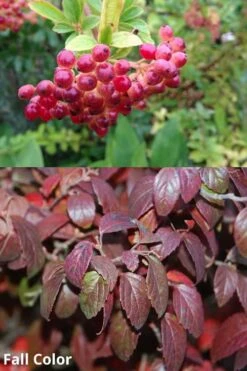 Snow Joey Viburnum - 3 Gallon Pot 12 Snow Joey Viburnum - 3 Gallon Pot -Garden Plant Seeds Viburnum Snow Joey 5