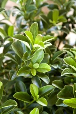 Sugar Cookie Sweet Viburnum - 3 Gallon Pot -Garden Plant Seeds Viburnum Sugar Cookie 2