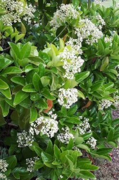 Sugar Cookie Sweet Viburnum - 3 Gallon Pot -Garden Plant Seeds Viburnum Sugar Cookie 3