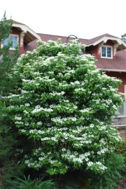 Summer Snowflake Viburnum - 6 Pack Of 1 Gallon Pots -Garden Plant Seeds Viburnum Summer Snowflake 20