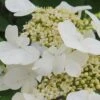 Summer Snowflake Viburnum - 3 Gallon Pot -Garden Plant Seeds Viburnum Summer Snowflake 21