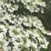 Summer Snowflake Viburnum - 6 Pack Of 1 Gallon Pots 1 Summer Snowflake Viburnum - 6 Pack Of 1 Gallon Pots -Garden Plant Seeds Viburnum Summer Snowflake 21 500x750 1
