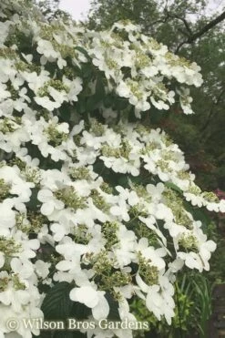 Summer Snowflake Viburnum - 3 Gallon Pot 18 Summer Snowflake Viburnum - 3 Gallon Pot -Garden Plant Seeds Viburnum Summer Snowflake 21 500x750 2