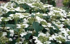 Summer Snowflake Viburnum - 6 Pack Of 1 Gallon Pots -Garden Plant Seeds Viburnum Summer Snowflake 3