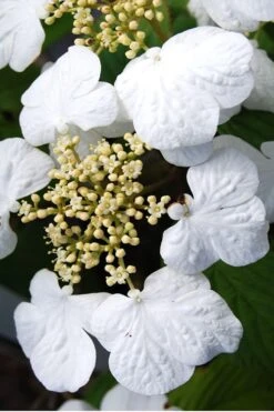 Summer Snowflake Viburnum - 3 Gallon Pot 16 Summer Snowflake Viburnum - 3 Gallon Pot -Garden Plant Seeds Viburnum Summer Snowflake 30