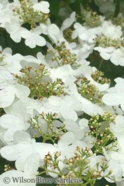 Summer Snowflake Viburnum - 6 Pack Of 1 Gallon Pots -Garden Plant Seeds Viburnum Summer Snowflake 31
