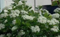 Winterthur Viburnum - 3 Gallon Pot -Garden Plant Seeds Viburnum Winterthur 11 1