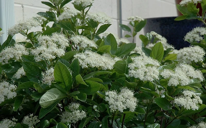 Winterthur Viburnum - 1 Gallon Pot 6 Winterthur Viburnum - 1 Gallon Pot - Image 4
