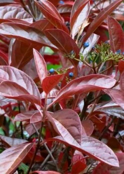 Winterthur Viburnum - 1 Gallon Pot 15 Winterthur Viburnum - 1 Gallon Pot -Garden Plant Seeds Viburnum Winterthur 4