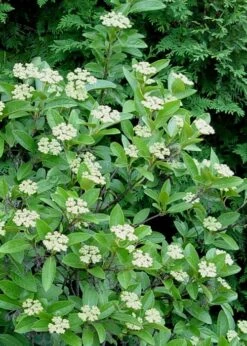 Winterthur Viburnum - 3 Gallon Pot -Garden Plant Seeds Viburnum Winterthur 7 1