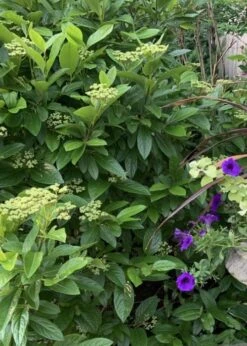 Winterthur Viburnum - 3 Gallon Pot -Garden Plant Seeds Viburnum Winterthur 9 1