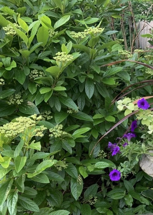 Winterthur Viburnum - 1 Gallon Pot 9 Winterthur Viburnum - 1 Gallon Pot - Image 7