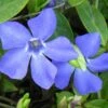 Evergreen Periwinkle - Vinca Minor - 18 Count Flat Of Pint Pots -Garden Plant Seeds Vinca Minor BS