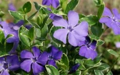 Ralph Shugert Variegated Periwinkle - Vinca Minor - 3 Pack Of Pint Pots -Garden Plant Seeds Vinca Minor Ralph Shugert Closeup