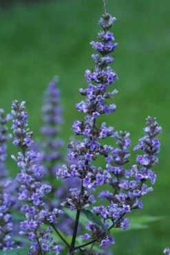 Blue Diddley Dwarf Chaste Tree (Vitex Agnus-castus) - 1 Gallon Pot 13 Blue Diddley Dwarf Chaste Tree (Vitex Agnus-castus) - 1 Gallon Pot -Garden Plant Seeds Vitex Blue Diddley 1
