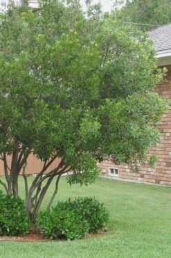 Southern Wax Myrtle - 3 Gallon Pot -Garden Plant Seeds Wax Myrtle Southern 1 500x750 1