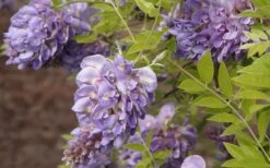 Amethyst Falls Wisteria Vine - 3 Gallon Pot -Garden Plant Seeds Wisteria Amethyst Falls 50