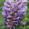 Amethyst Falls Wisteria Vine - 3 Gallon Pot -Garden Plant Seeds Wisteria Amethyst Falls Rev 500x750 1