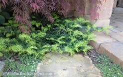 Creeping Japanese Plum Yew (Cephalotaxus Harringtonia 'Prostrata') - 1 Gallon Pot 16 Creeping Japanese Plum Yew (Cephalotaxus Harringtonia 'Prostrata') - 1 Gallon Pot -Garden Plant Seeds Yew Creeping 2 50