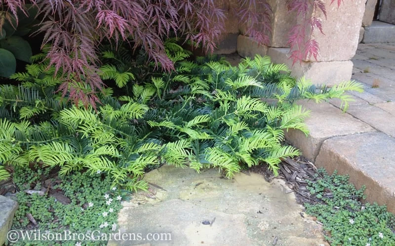 Creeping Japanese Plum Yew (Cephalotaxus Harringtonia 'Prostrata') - 1 Gallon Pot 9 Creeping Japanese Plum Yew (Cephalotaxus Harringtonia 'Prostrata') - 1 Gallon Pot - Image 7