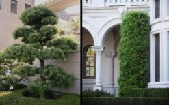 Podocarpus Macrophyllus Upright Yew - 3 Gallon Pot -Garden Plant Seeds Yew Podocarpus 2