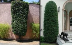 Podocarpus Macrophyllus Upright Yew - 3 Gallon Pot -Garden Plant Seeds Yew Podocarpus 3