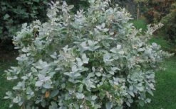 Woodlanders Blue Dusty Zenobia (Honeycup) - 3 Gallon Pot -Garden Plant Seeds Zenobia Woodlanders Blue 20