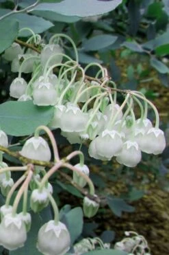 Woodlanders Blue Dusty Zenobia (Honeycup) - 3 Gallon Pot -Garden Plant Seeds Zenobia Woodlanders Blue 7