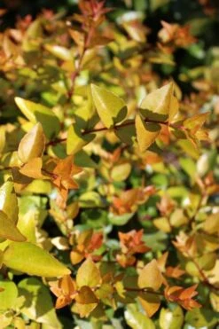 Canyon Creek Abelia - 3 Gallon Pot -Garden Plant Seeds abelia grandiflora canyon creek 1